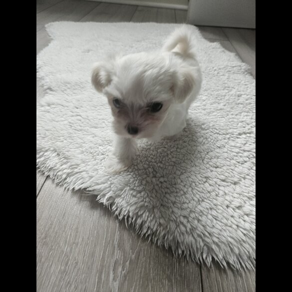 Maltese - Both