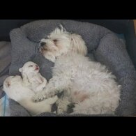 Maltese - Both