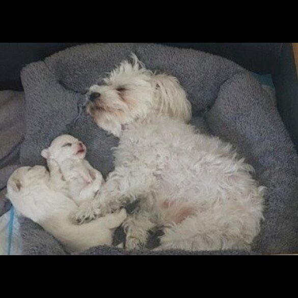 Maltese - Both