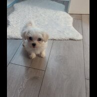 Maltese - Both