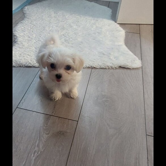 Maltese - Both