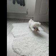 Maltese - Both