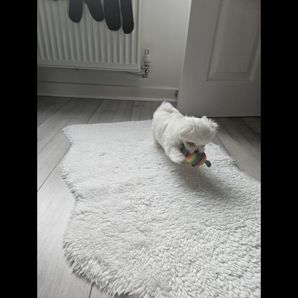 Maltese - Both