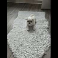 Maltese - Both