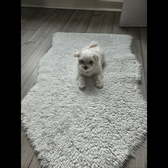 Maltese - Both