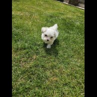 Maltese - Both