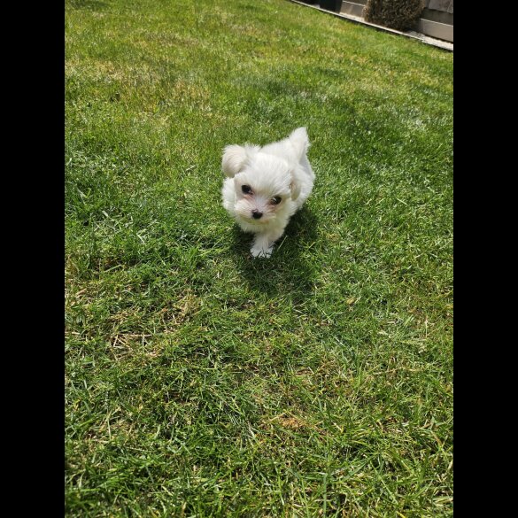 Maltese - Both