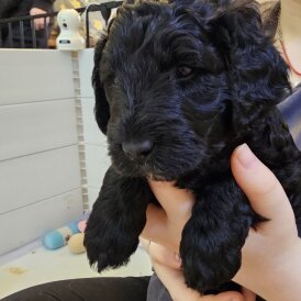 Labradoodle - Both