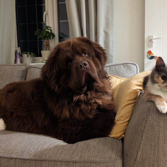 Newfoundland