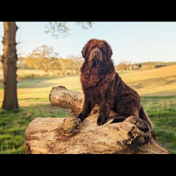 Newfoundland