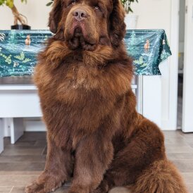 Newfoundland