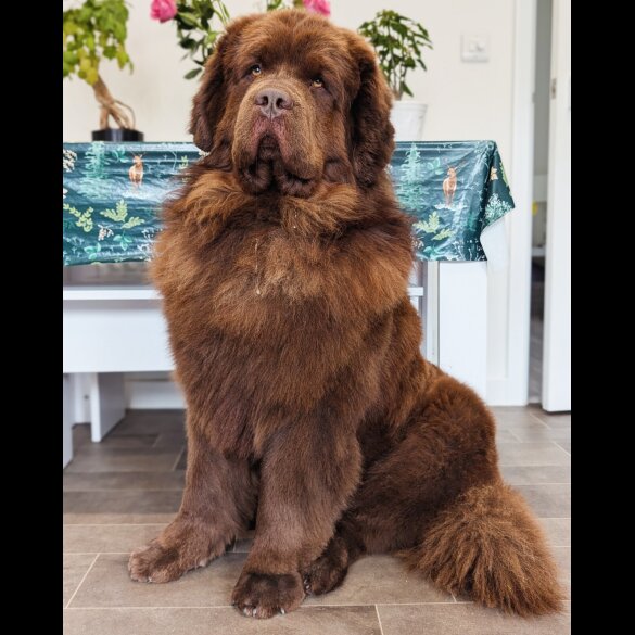 Newfoundland