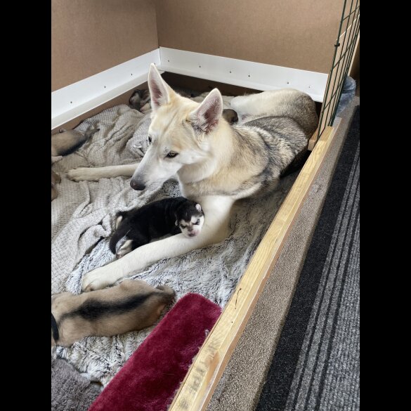 Northern Inuit - Bitches