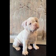 English Bulldog - Both