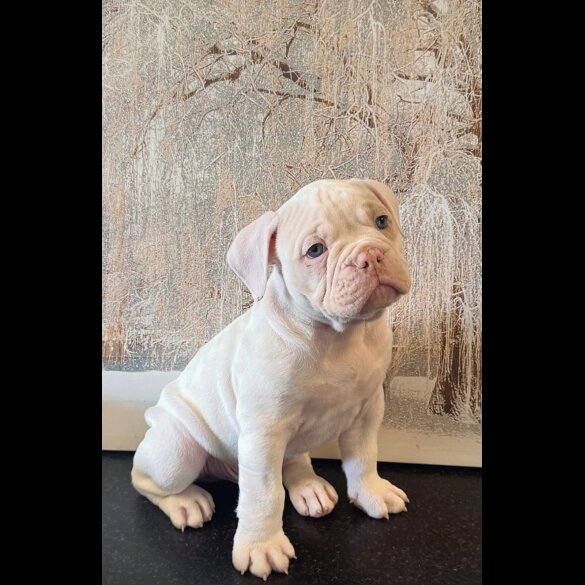English Bulldog - Both