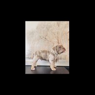 English Bulldog - Both