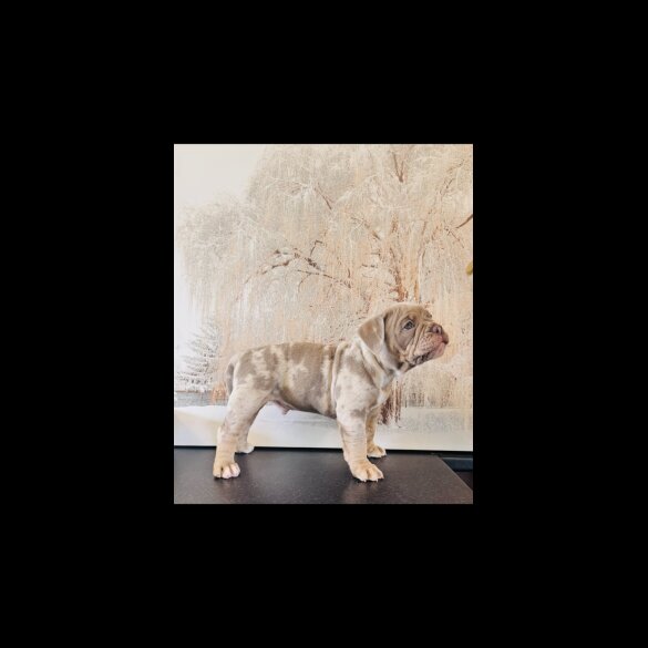 English Bulldog - Both