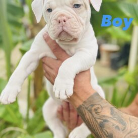 English Bulldog - Both