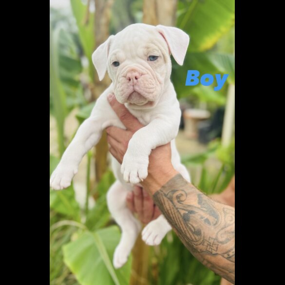 English Bulldog - Both