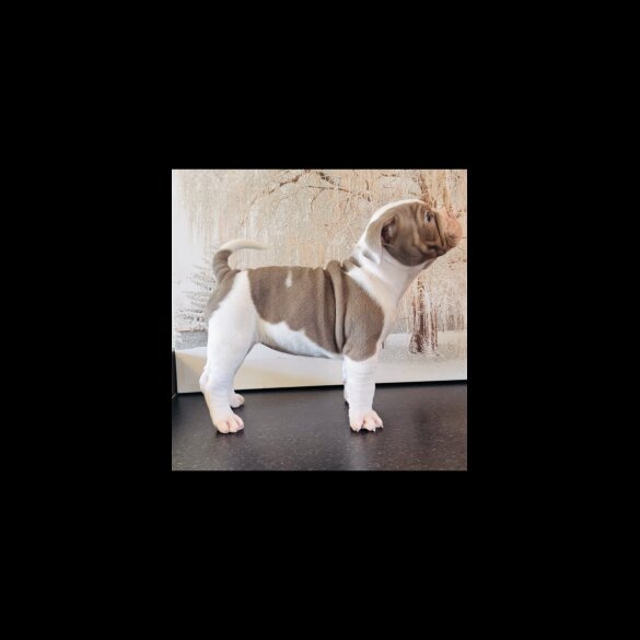 English Bulldog - Both