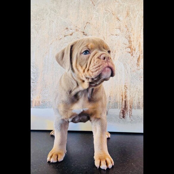 English Bulldog - Both