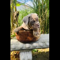 English Bulldog - Both