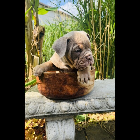 English Bulldog - Both
