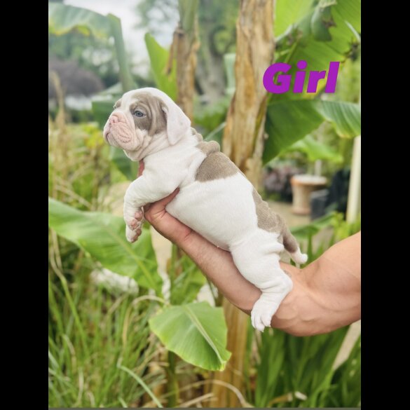 English Bulldog - Both