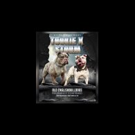 English Bulldog - Both