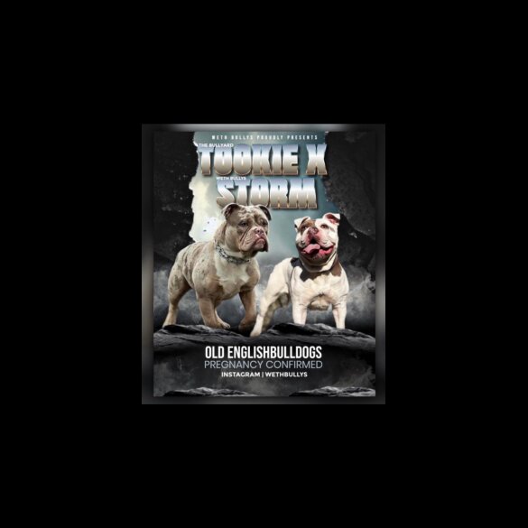 English Bulldog - Both