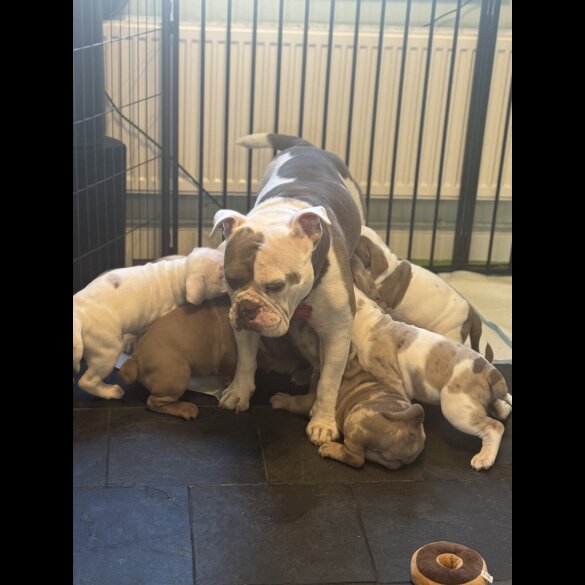 English Bulldog - Both