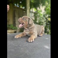 English Bulldog - Both