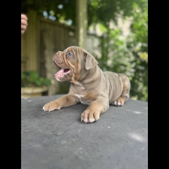 English Bulldog - Both