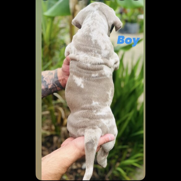 English Bulldog - Both