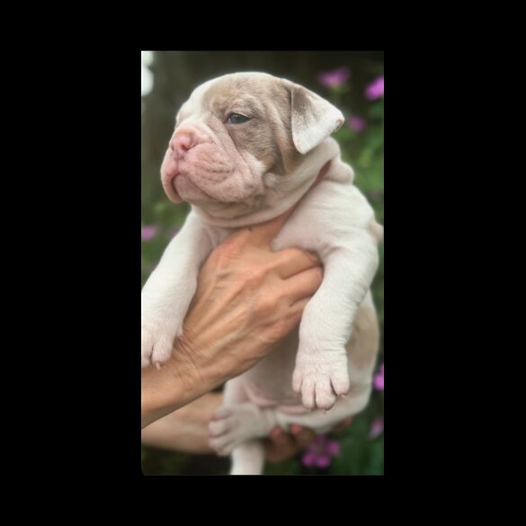 English Bulldog - Both