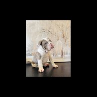 English Bulldog - Both