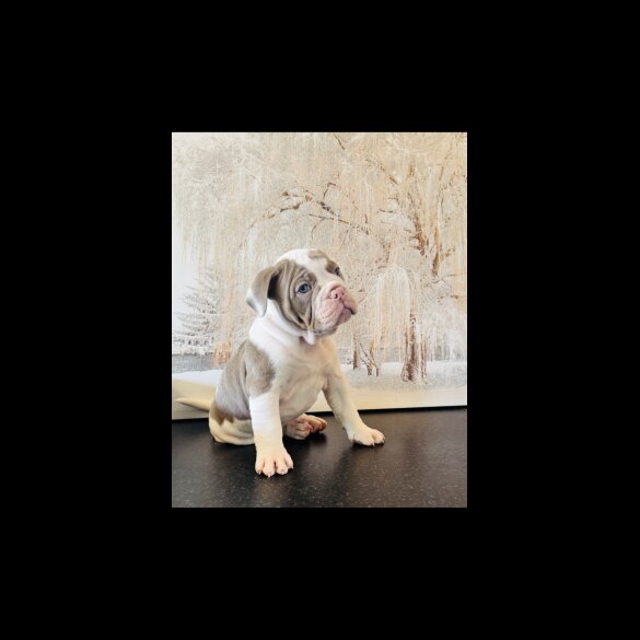 English Bulldog - Both
