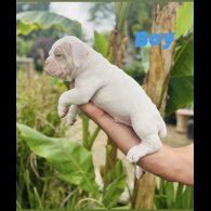 English Bulldog - Both