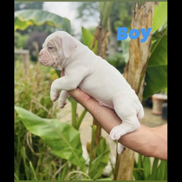 English Bulldog - Both