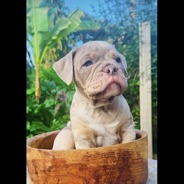 English Bulldog - Both