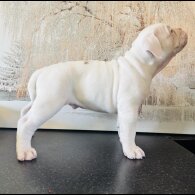 English Bulldog - Both
