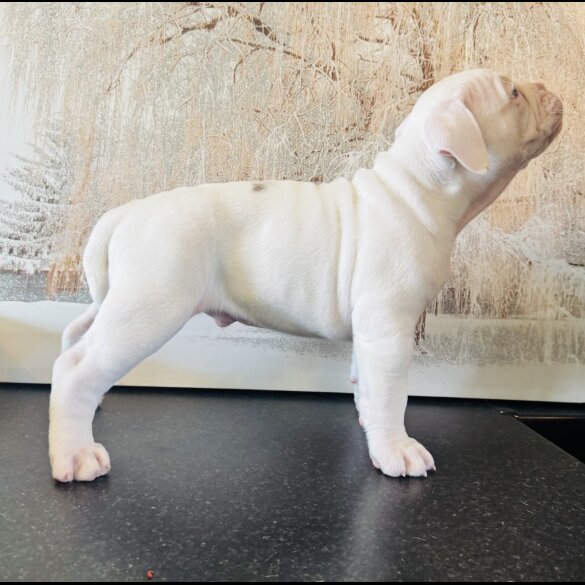 English Bulldog - Both