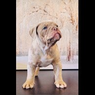 English Bulldog - Both