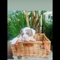 English Bulldog - Both