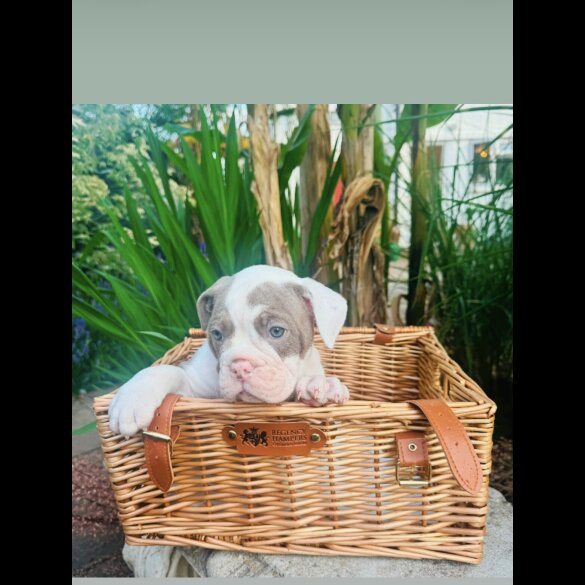 English Bulldog - Both