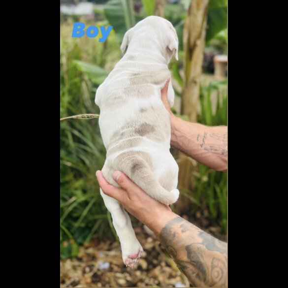 English Bulldog - Both