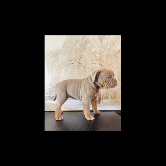 English Bulldog - Both