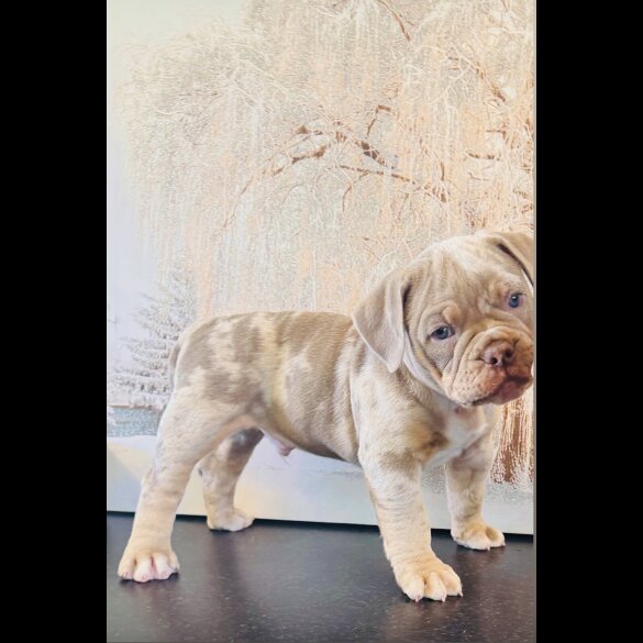 English Bulldog - Both