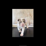 English Bulldog - Both