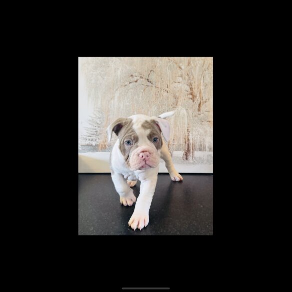 English Bulldog - Both